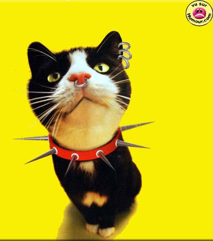 cat