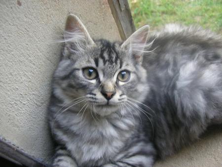 my cat