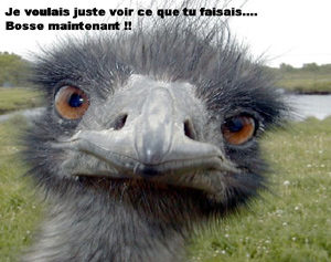 bosse!!